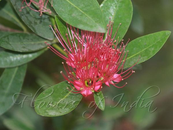 Crimson Penda
