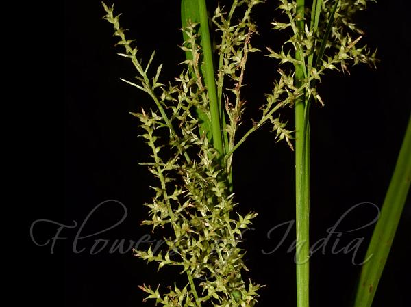 Cross Grass