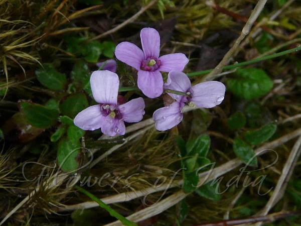 Cuckoo Flower