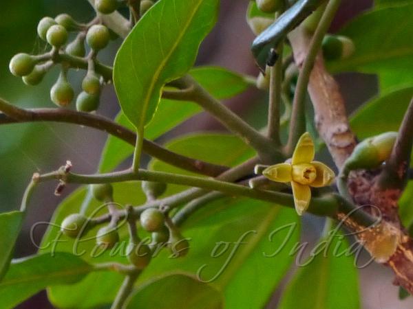 Cup-Calyx White Cedar