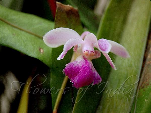 Curled Aerides