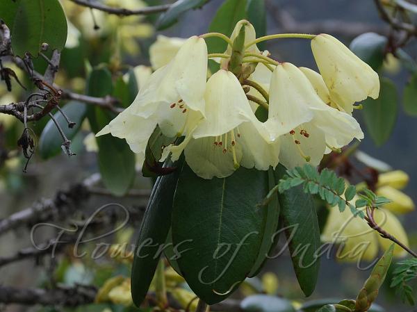 Curved-Fruit Rhododendron