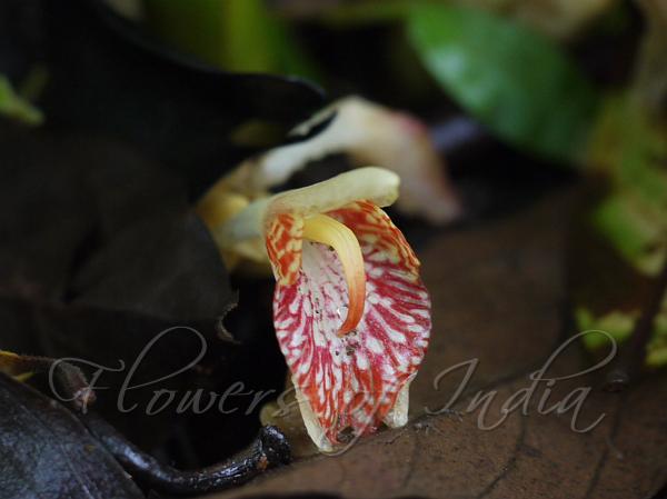 Curved-Stem Ginger