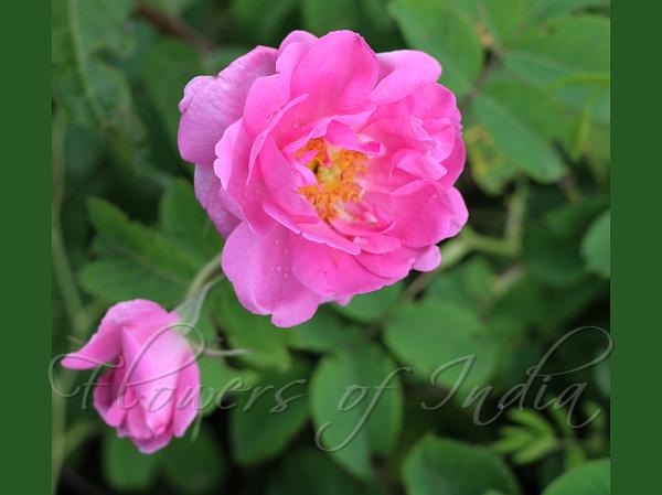 Damask Rose