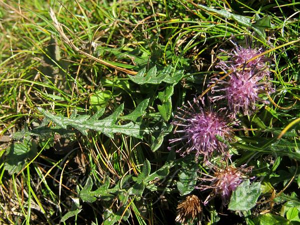 Dandelion Saw-Wort
