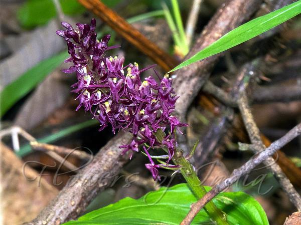 Dark Purple Liparis