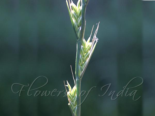 Darnel Ryegrass