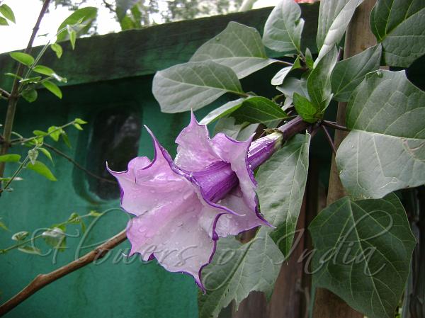 Datura Double Purple