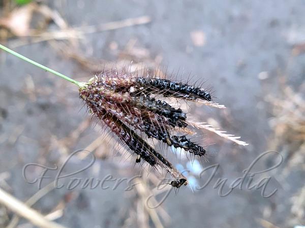 Deccan Finger Grass