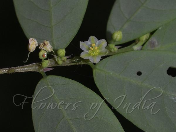Deccan Gooseberry