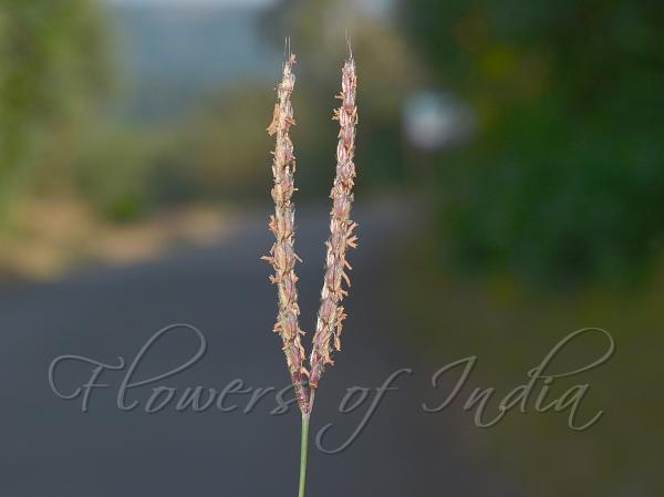 Deccan Muraina Grass