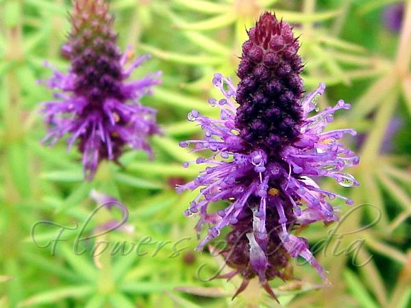 Deccan Shrub-Mint
