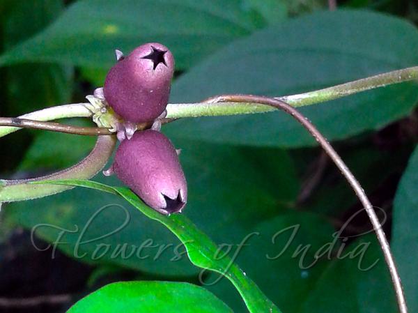 Deccan Urn-Flower