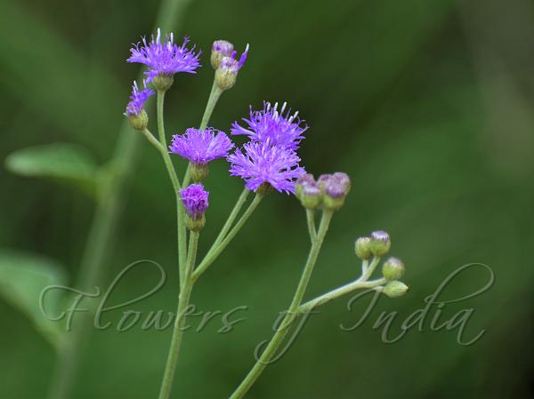 Deccan Vernonia