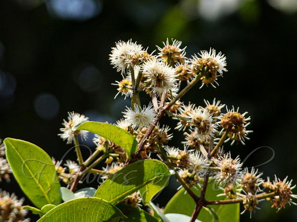 Deccan Waterberry