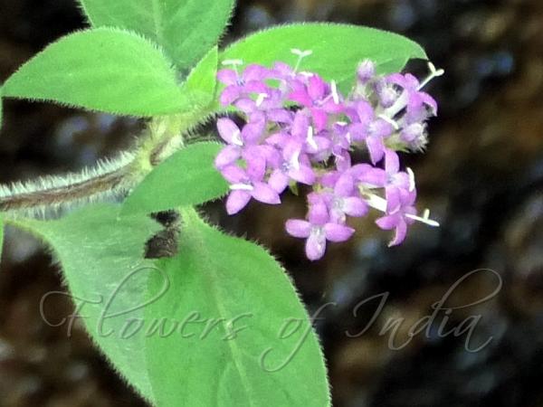 Deceptive Starviolet