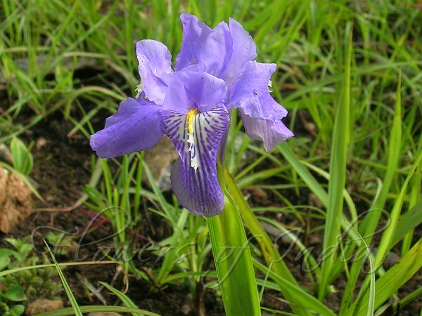 Decorated Iris