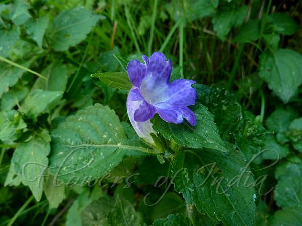 Deep-Blue Curved Bells