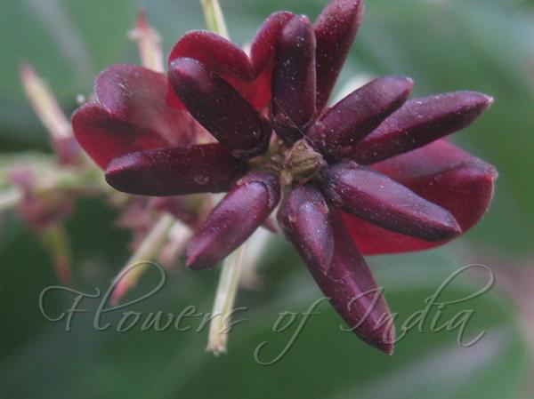 Deep-Purple Indigo