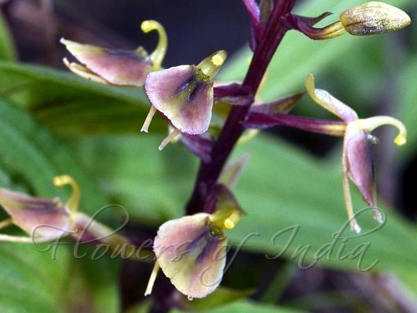 Deep-Purple Liparis