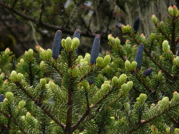 Delavay Fir