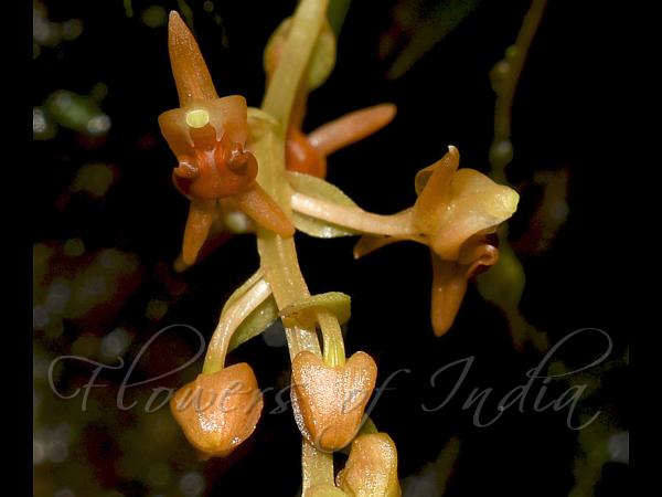 Delicate Liparis