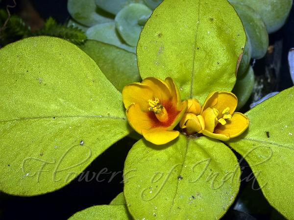 Dense-Flowered Loosestrife
