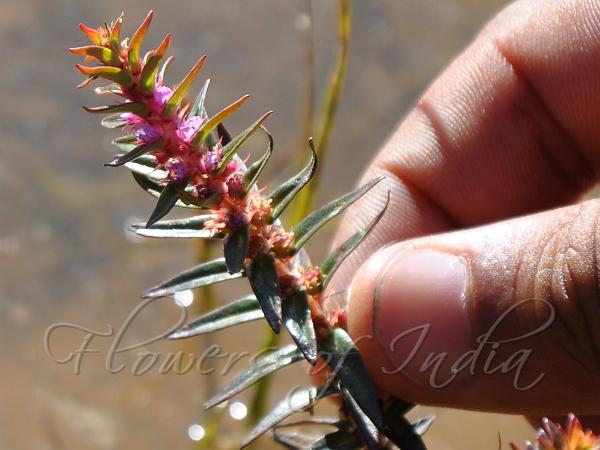 Dense-Flowered Rotala