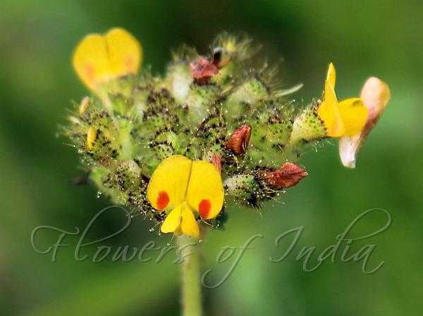 Dense-Flowered Smithia