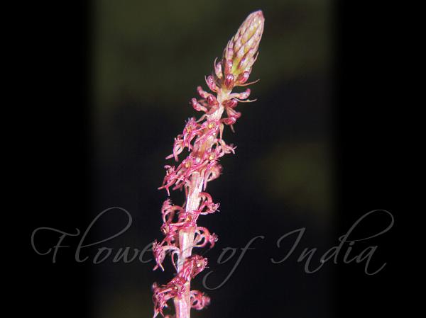 Densely-Flowered Malaxis