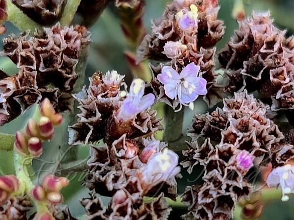 Desert Sea Lavender