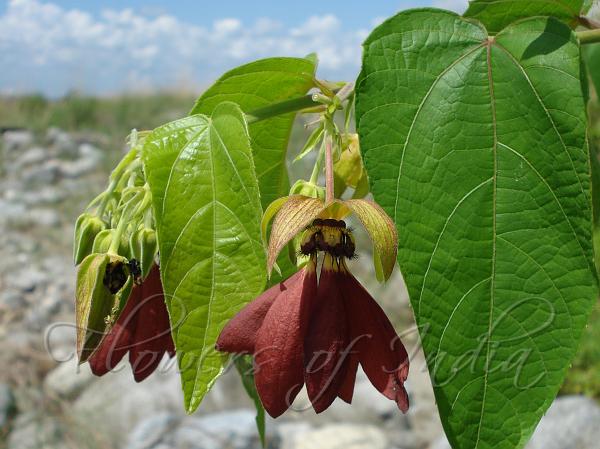 Devil's Cotton