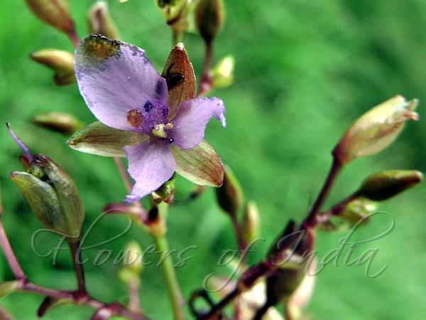 Diverging Dewflower