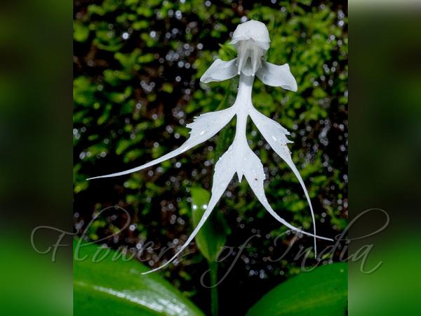 Doll Orchid