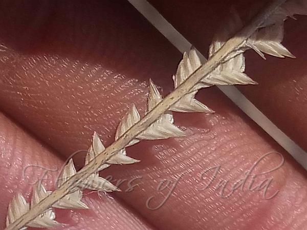 Doormat Lovegrass