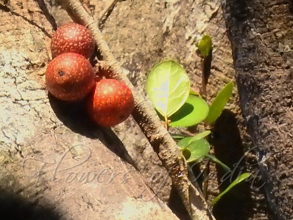 Dotted Climbing Fig