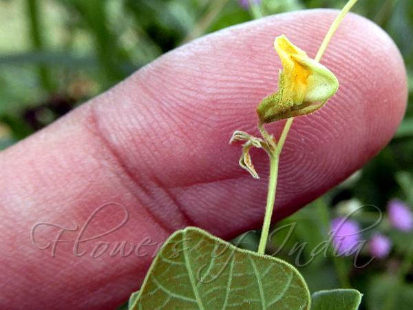 Dotted Dunbaria
