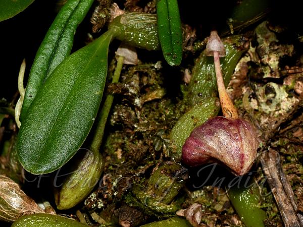 Dotted-Lip Bulb-Leaf Orchid