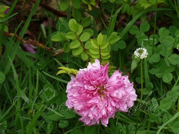Double Chestnut Rose