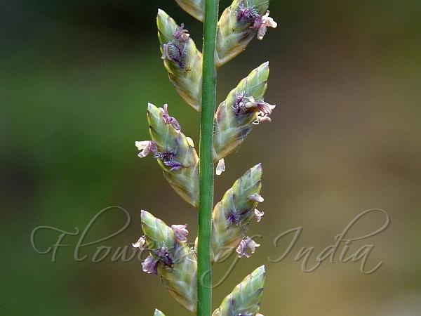 Double-Row Lovegrass