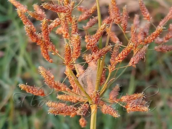 Double-Umbel Fimbry