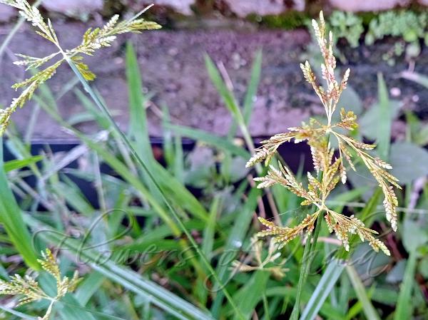 Drooping Sedge