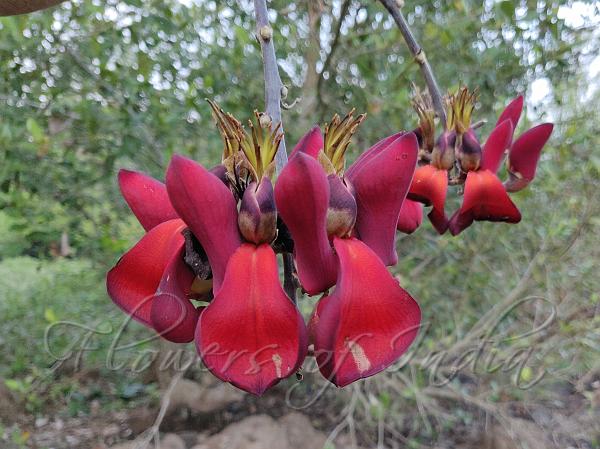 Dusky Coral Bean