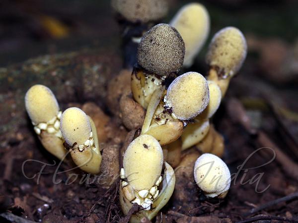Dwarf Balanophora