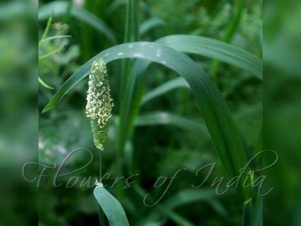 Dwarf Canary Grass