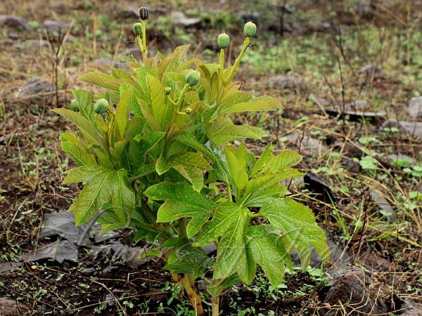 Dwarf Jatropha