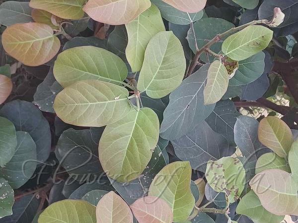 Dwarf Pachmarhi Fig
