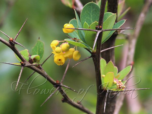 Dye Barberry
