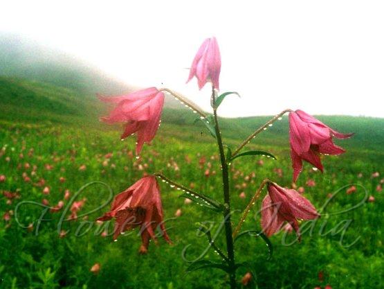Dzukou Lily