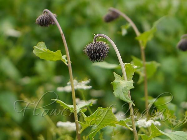 Eared-Leaf Saw-Wort